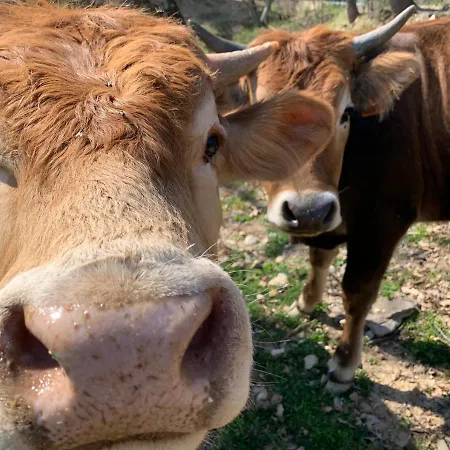 Farm stay Podere I Massoni *